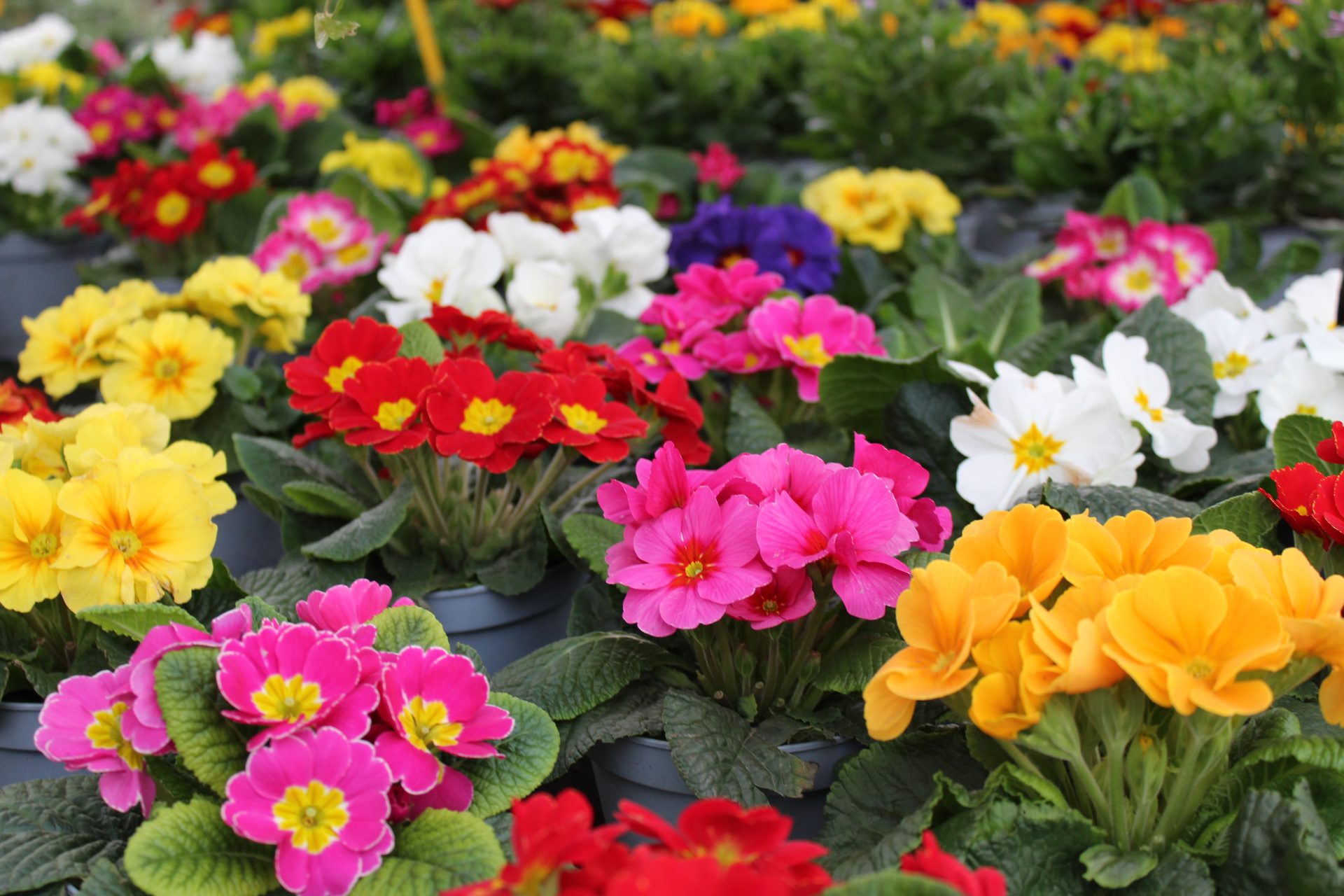 Primule e fiori di stagione in vivaio